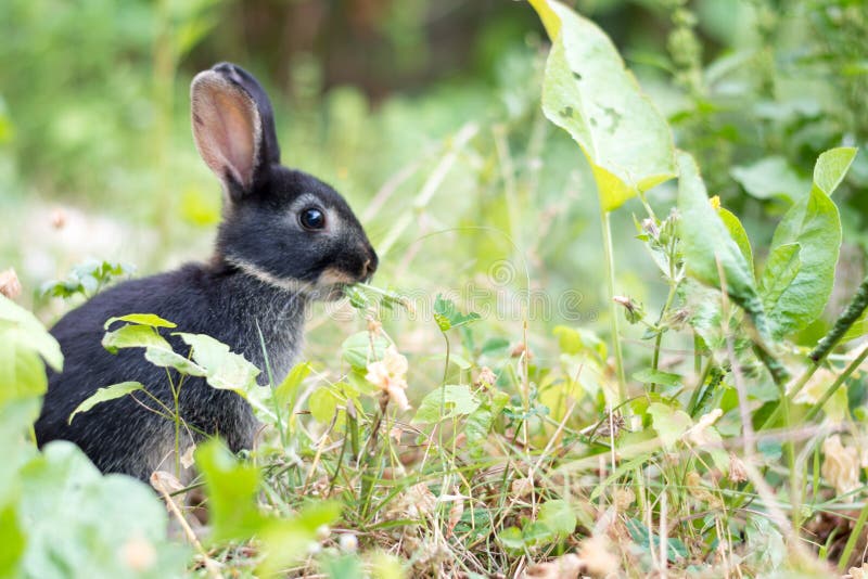 Young Black Rabbit Eating Plant Stock Photo Image of farm, peaceful 86985246