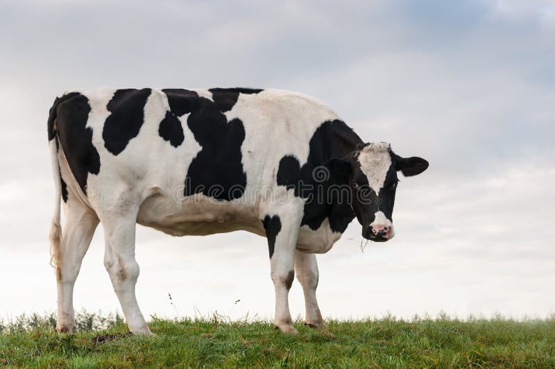 Young black spotted cow standing on a