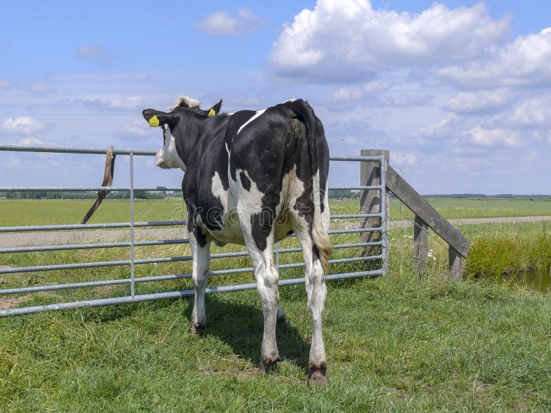 Young black-and-white cow looks out over a fence, seen from behind, in a Dutch farmer`s landscape