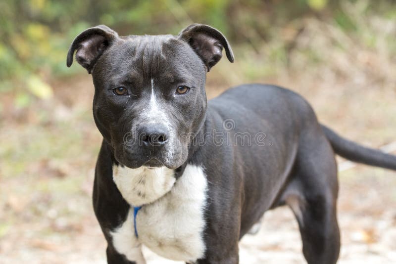 Young Black and White Pitbull Terrier Dog on Leash Stock Image Image