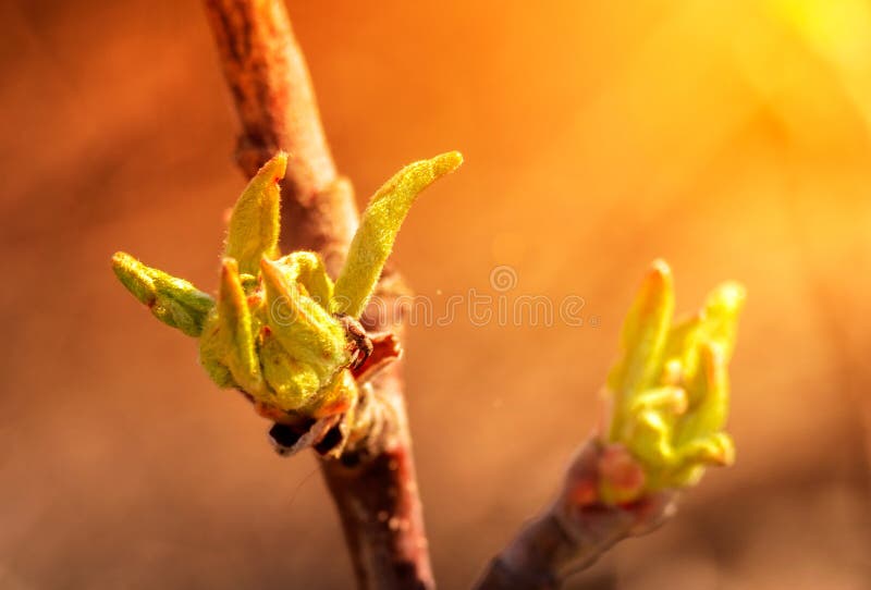 young blossoming leaves on a branch of an apple tree in the sun. spring flowering trees