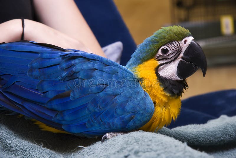 Young Blue & Gold Macaw royalty free stock photos