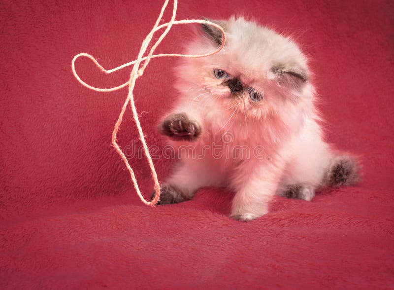 Young Blue Point Himalayan Persian Kitten Stock Photo Image of