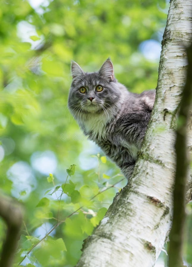 Maine Coon Cat Climbing on Tree Stock Photo Image of cute, behavior