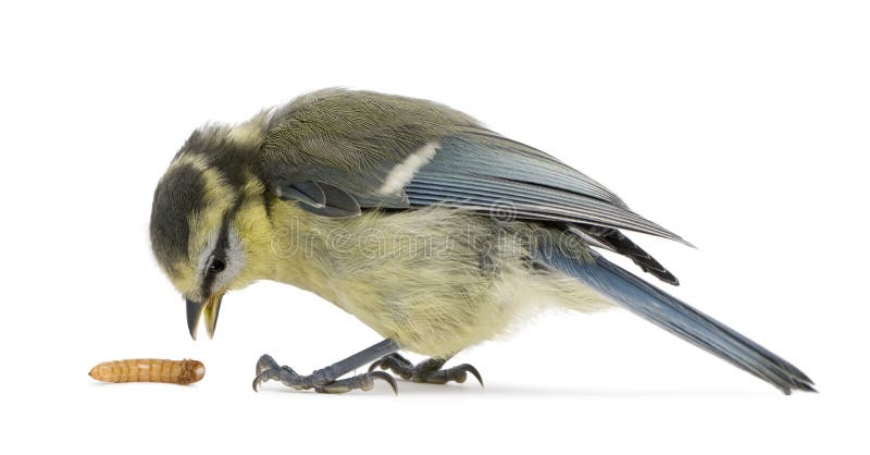 Young Blue Tit, Cyanistes caeruleus royalty free stock photography