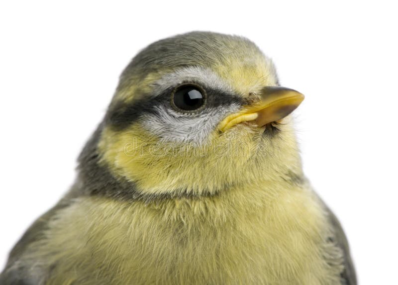 Young Blue Tit, Cyanistes caeruleus, 23 days old royalty free stock images