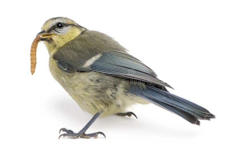 Young Blue Tit, Cyanistes caeruleus, eating worm royalty free stock photography