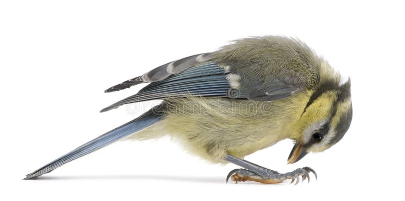 Young Blue Tit, Cyanistes caeruleus, looking down stock photo