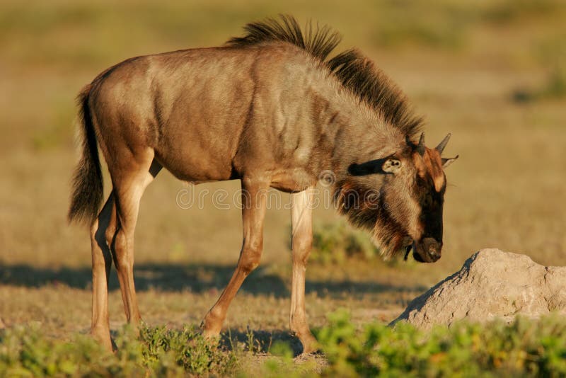 Young blue wildebeest, Etosha park, Namibia royalty free stock photos