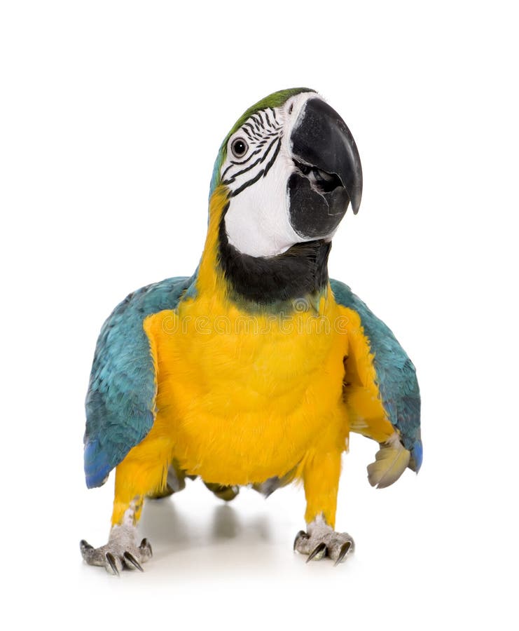 Young Blue-and-yellow Macaw stock photos
