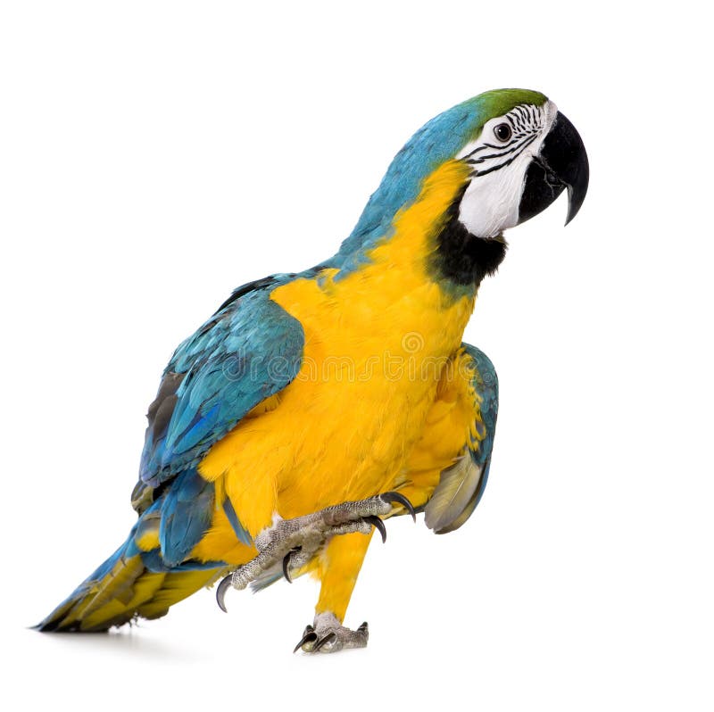 Young Blue-and-yellow Macaw royalty free stock images