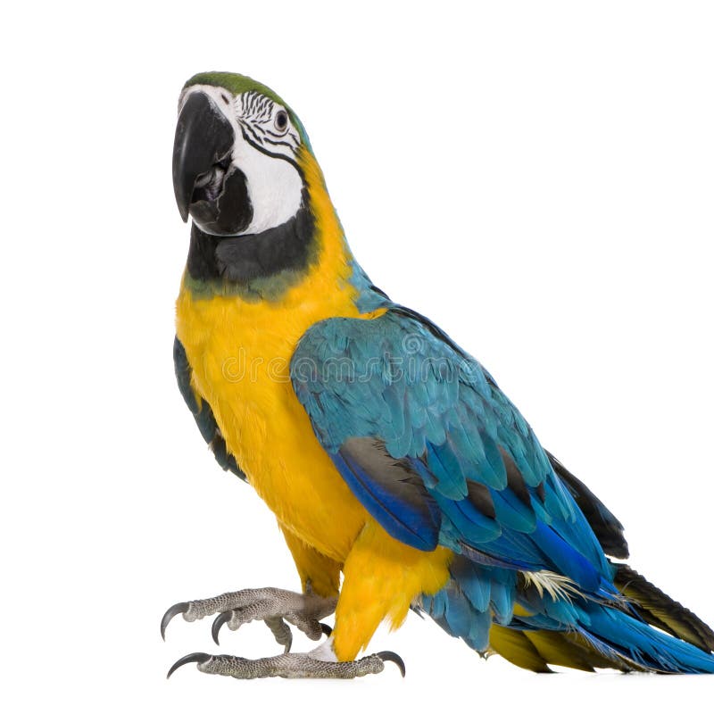 Young Blue-and-yellow Macaw royalty free stock photo