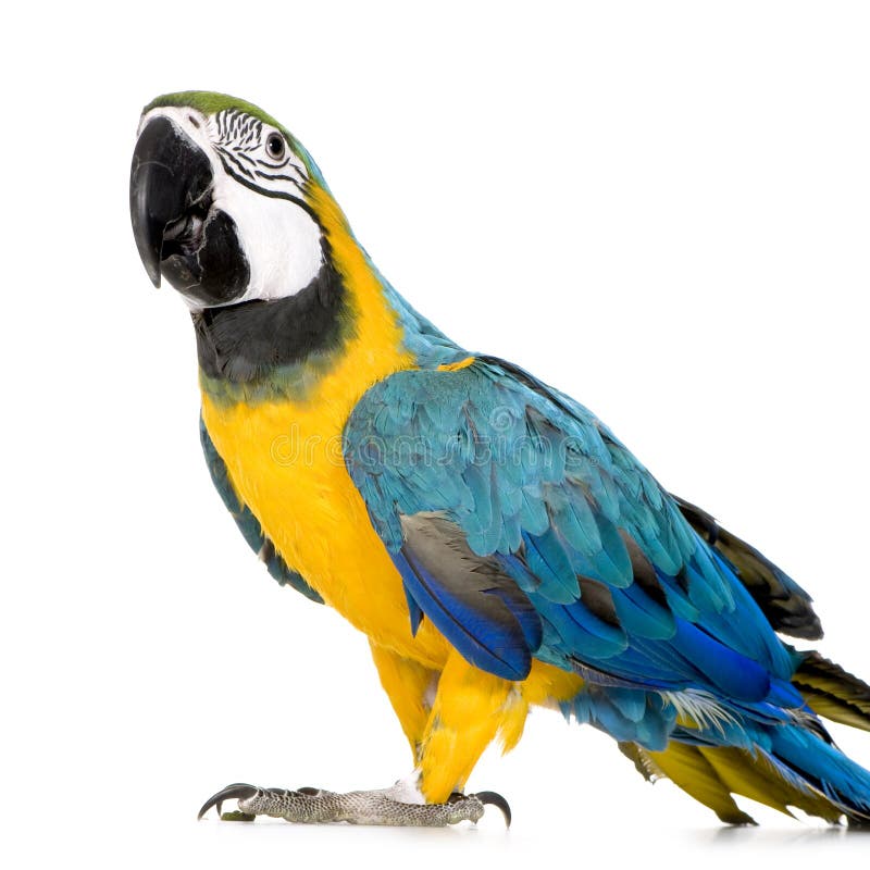 Young Blue-and-yellow Macaw stock photography