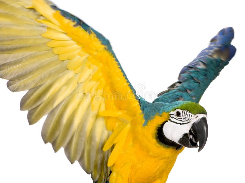 Young Blue-and-yellow Macaw royalty free stock photography