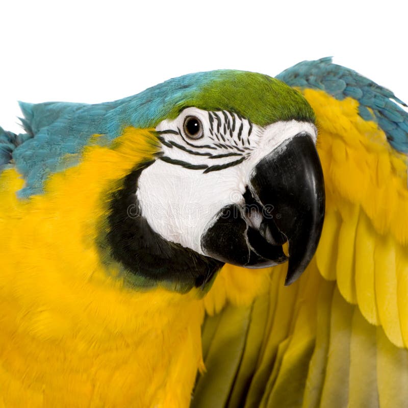 Young Blue-and-yellow Macaw stock photography