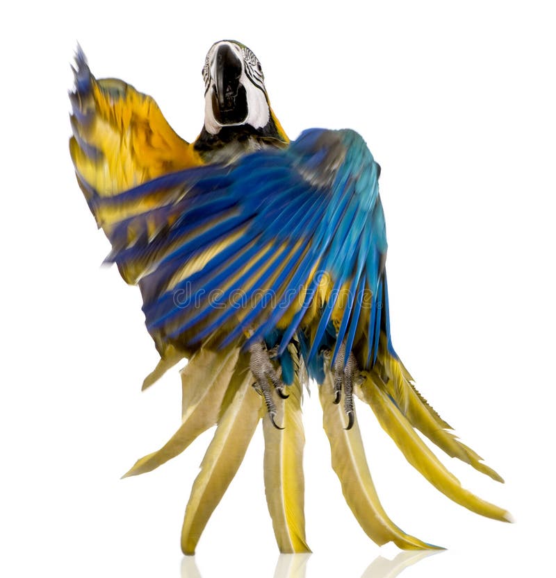 Young Blue-and-yellow Macaw royalty free stock photos