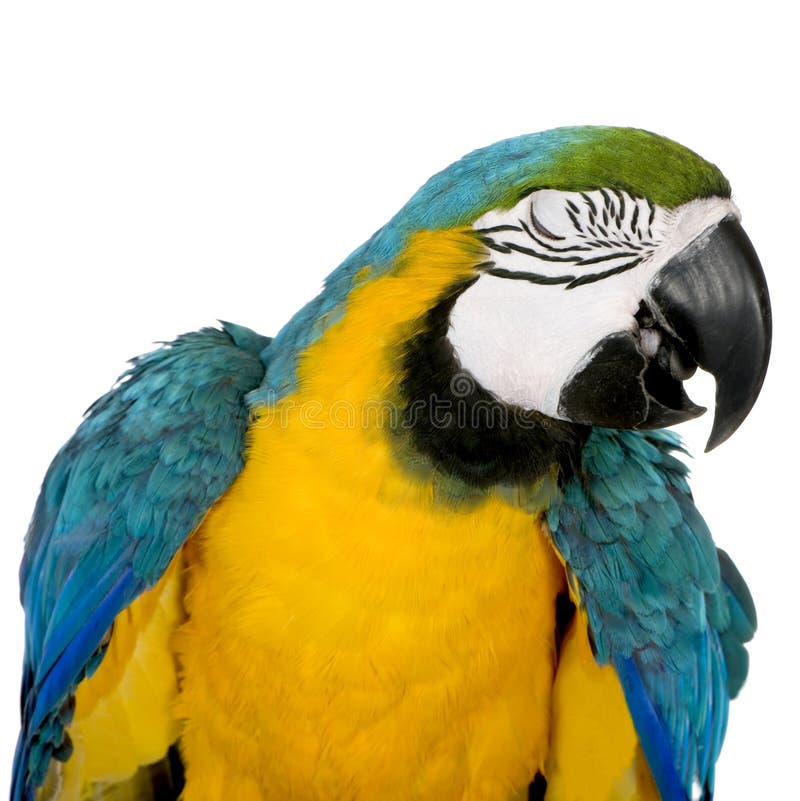 Young Blue-and-yellow Macaw royalty free stock images