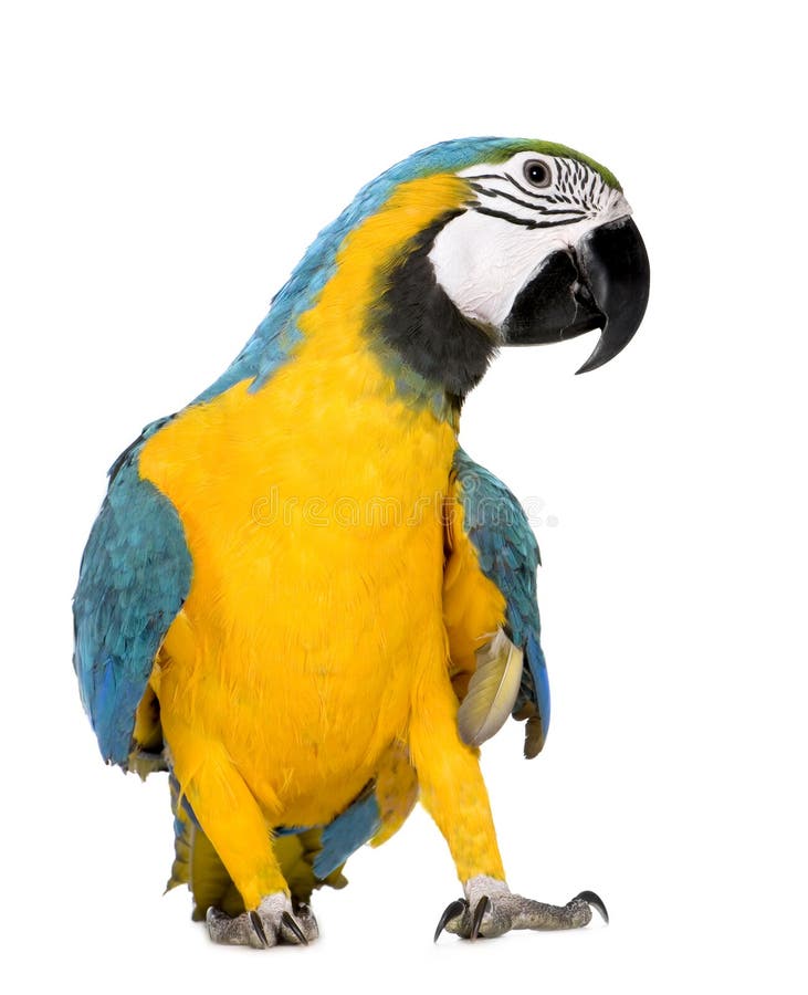 Young Blue-and-yellow Macaw - Ara ararauna (8 mont royalty free stock images