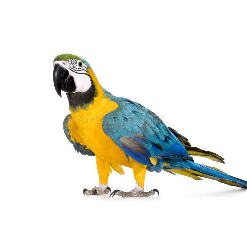 Young Blue-and-yellow Macaw - Ara ararauna (8 months) stock photo