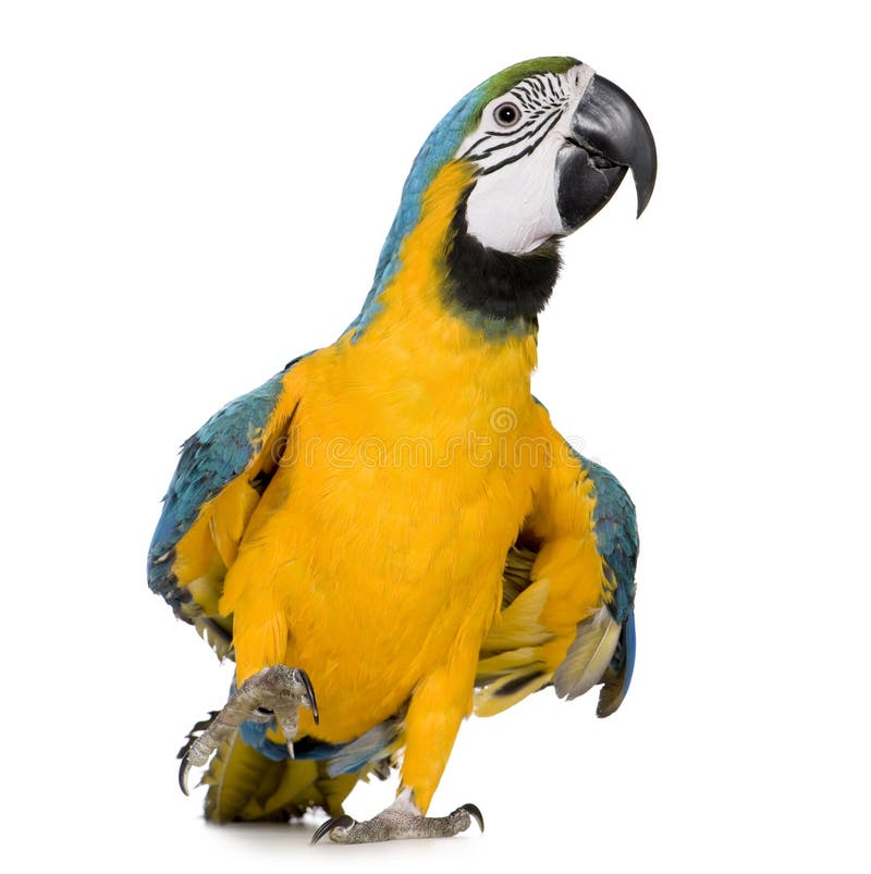 Young Blue-and-yellow Macaw - Ara ararauna (8 months) stock image
