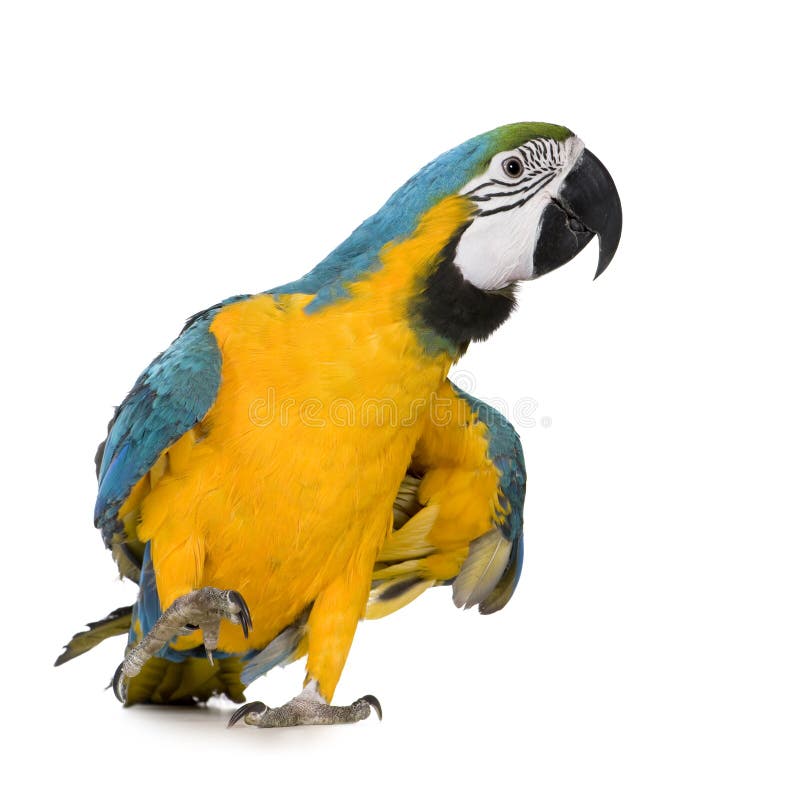 Young Blue-and-yellow Macaw - Ara ararauna (8 months) stock images