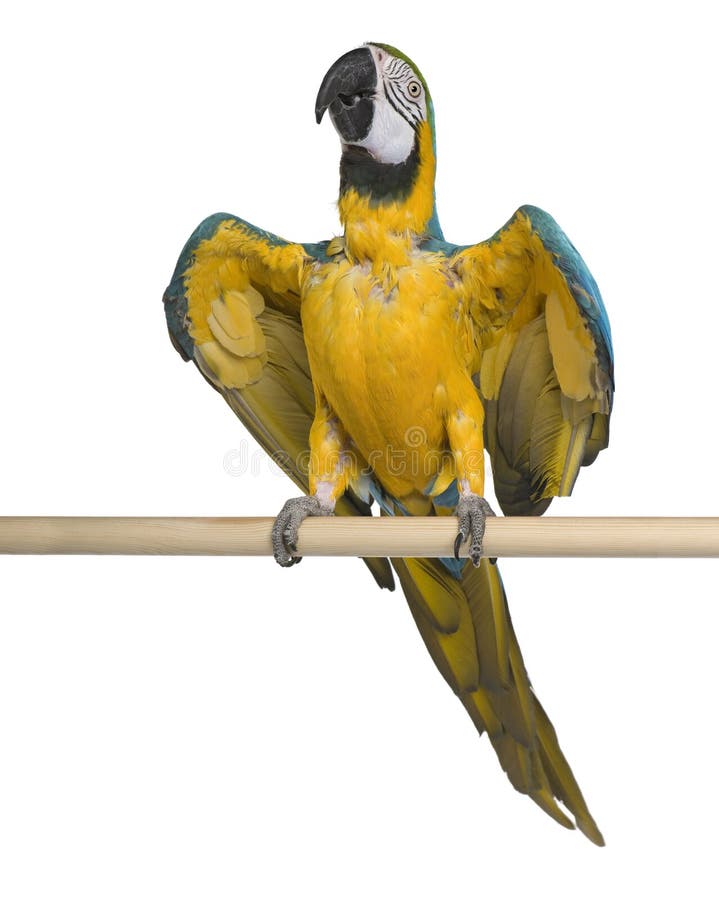 Young Blue-and-yellow Macaw perching stock image