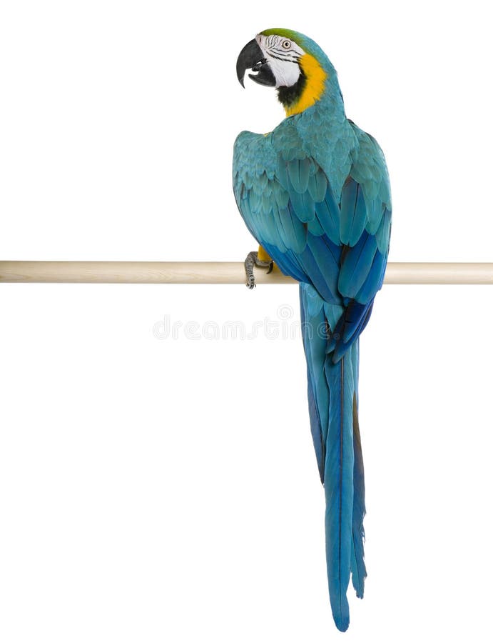 Young Blue-and-yellow Macaw perching stock photography