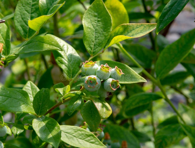 Young Blueberry Berries Ripening on Blueberry Plants Stock Photo