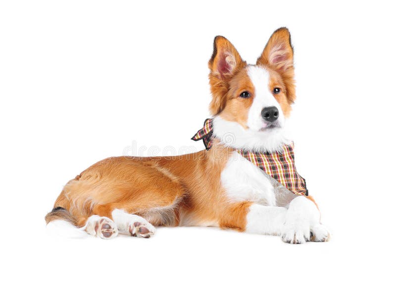 Young border collie royalty free stock image