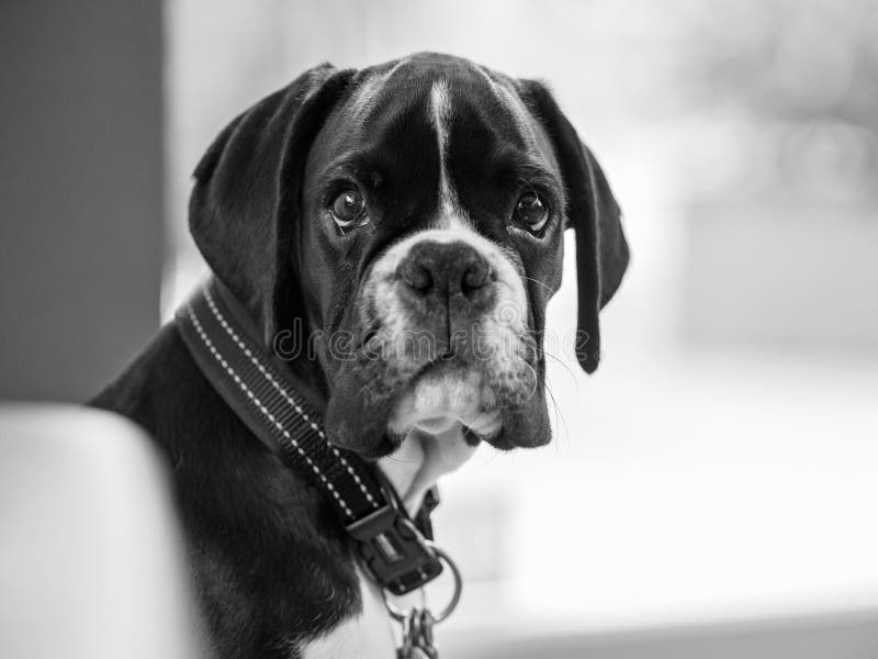 Young Boxer dog stock image. Image of sitting, isolated 97095091