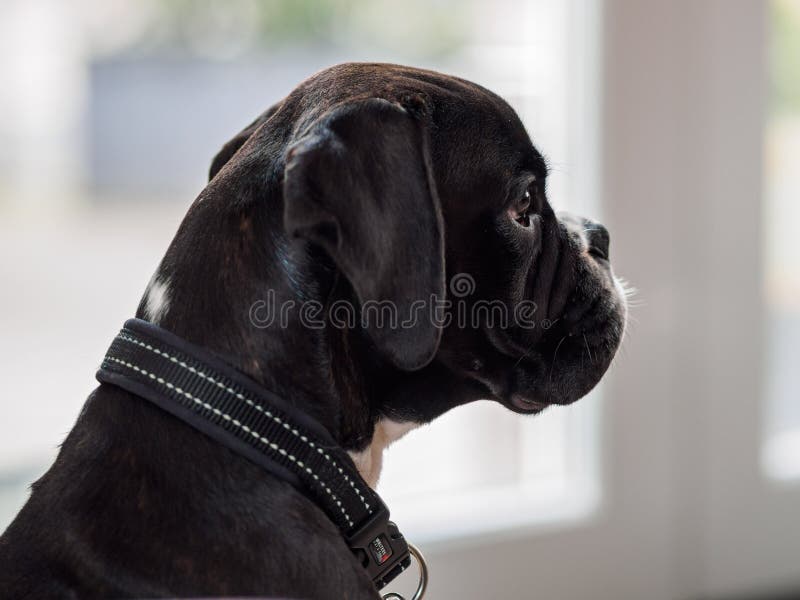 Young Boxer dog stock photo. Image of portrait, adorable 97095312
