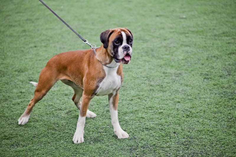 Young boxer dog stock image. Image of beauty, animal 33495469