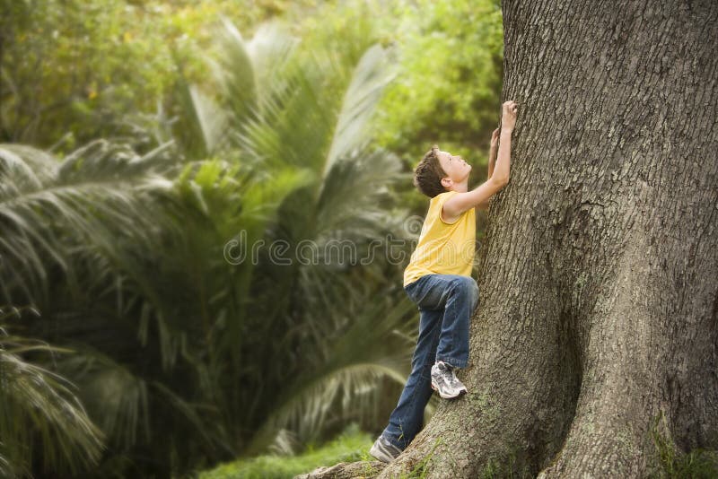 Young Boy Climbing Large Tree