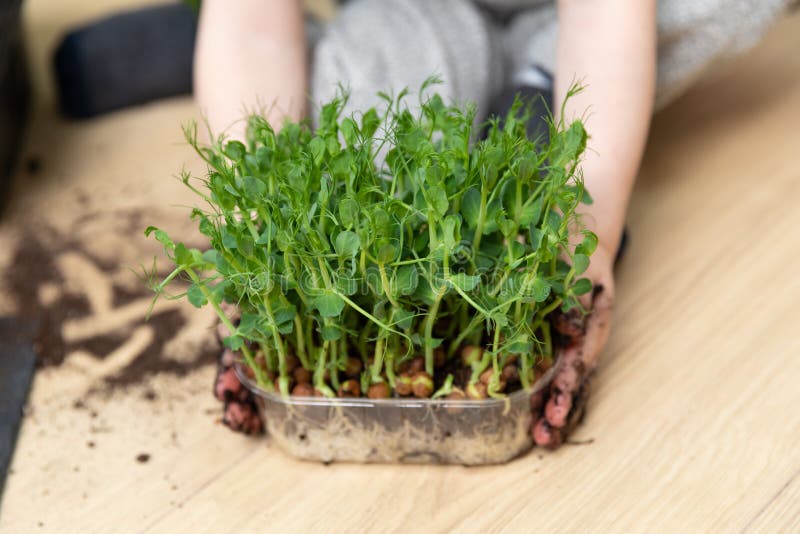 pea seedlings pea seedlings