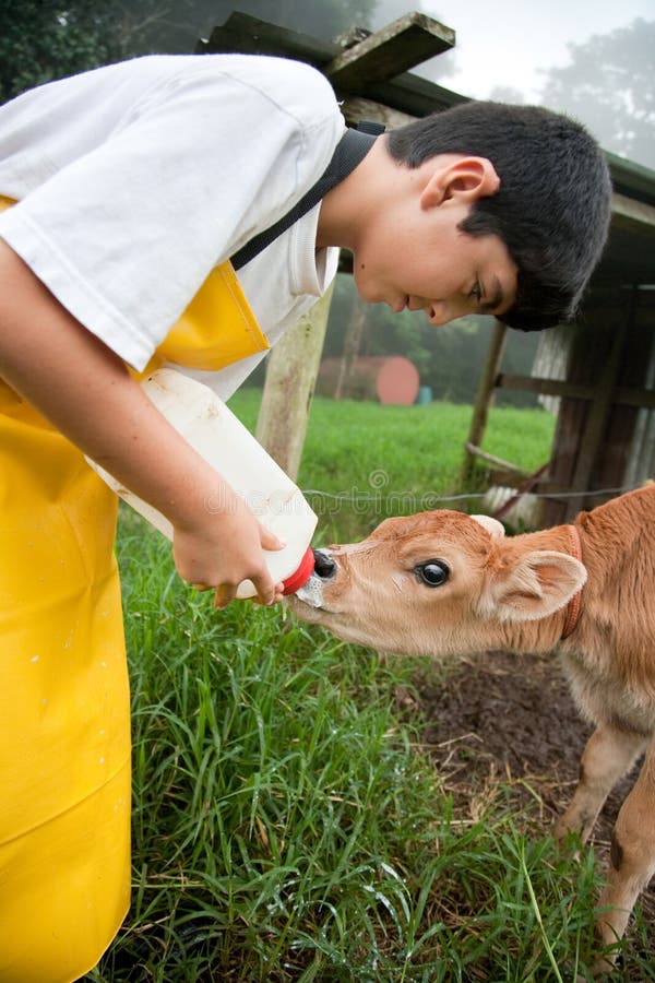 Young Boy Working On Costa Rican Dairy Farm Stock Image Image 16142951