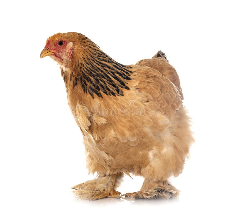 Rooster, brahma (chicken) stock photo. Image of path - 38293806