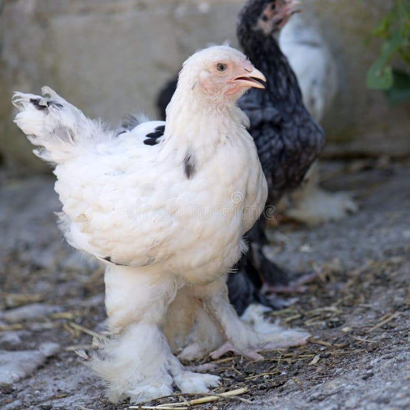 Young brahma chicken stock photos