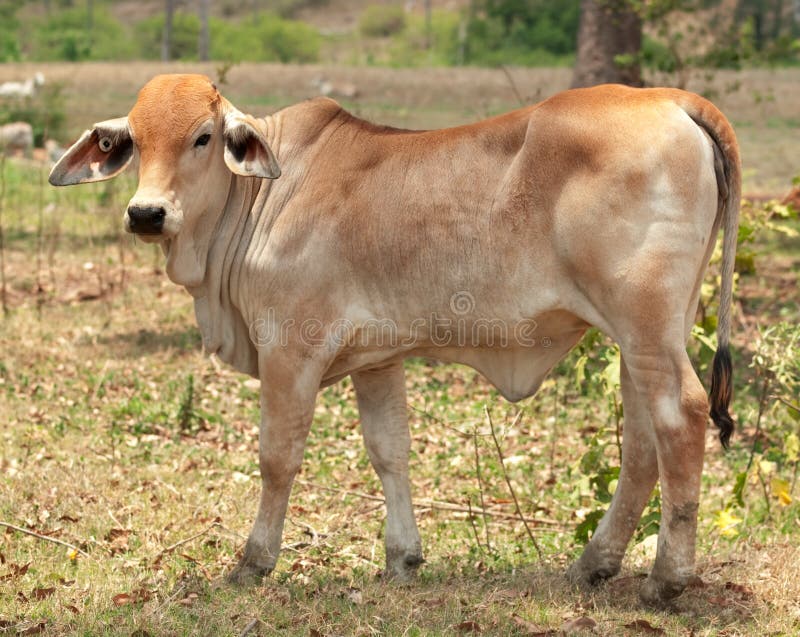 Young brahman calf beef cattle solitary in field on australian ranch. Brahman stock images, royalty-free photos and pictures