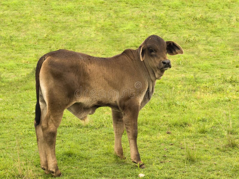 Young brahman cross australian calf baby bull. Young brahman cross australian calf - baby bull solitary on green pasture farmland stock images Young brahman cross australian calf baby bull. Young brahman cross australian calf - baby bull solitary on green pasture farmland stock images