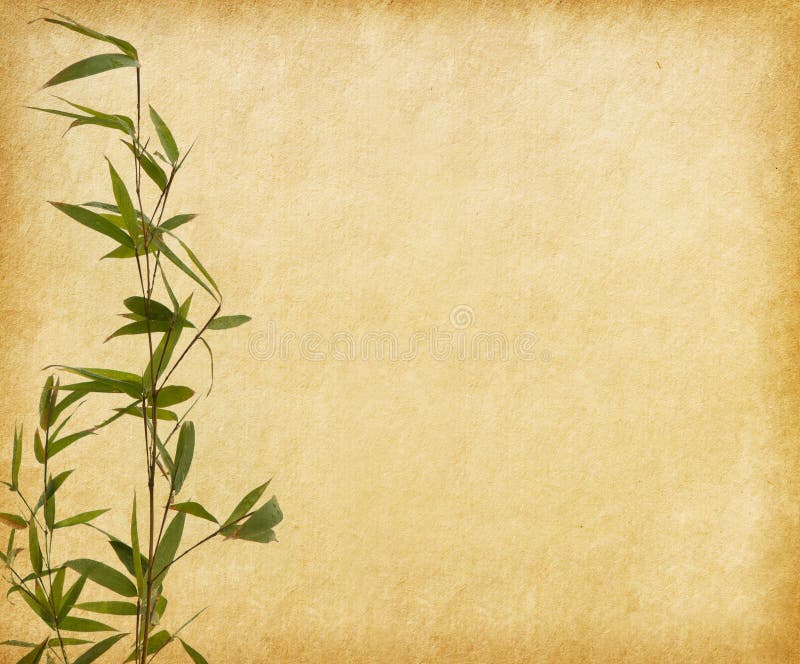 Young branches of a bamboo on old paper background.