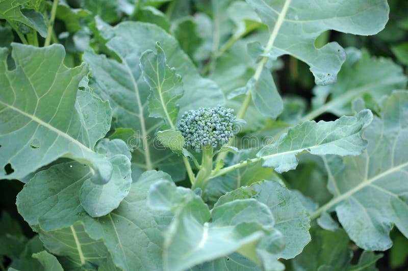Broccoli Flower stock image. Image of background, garden 34922613