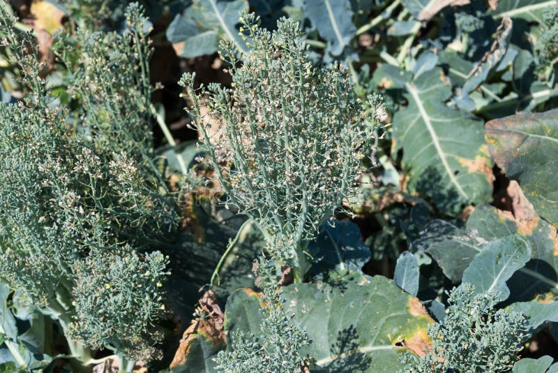Young broccoli sprouts stock image. Image of health, growing 28152365