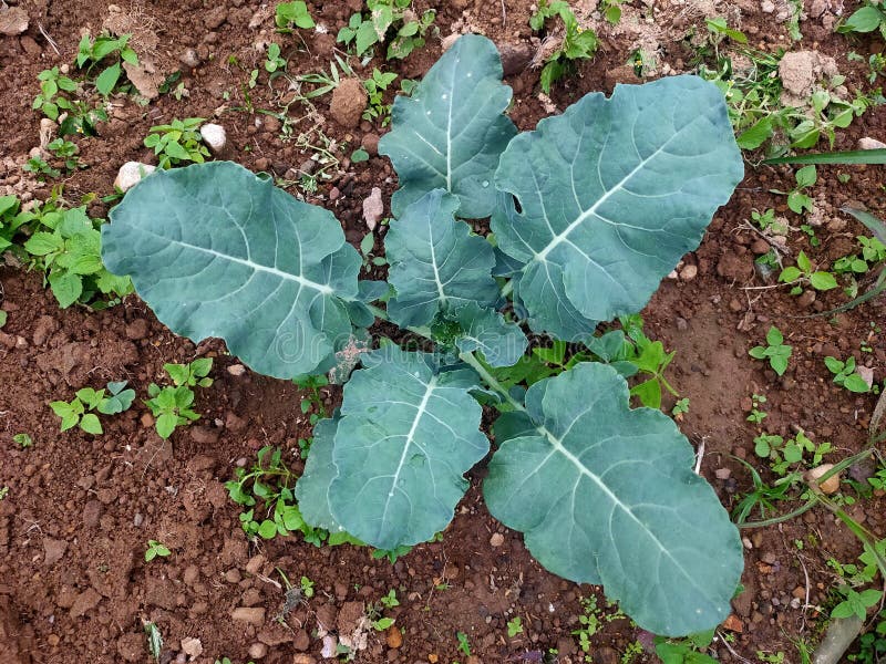 Young Broccoli Plant stock photo. Image of icon, spesies 205846760