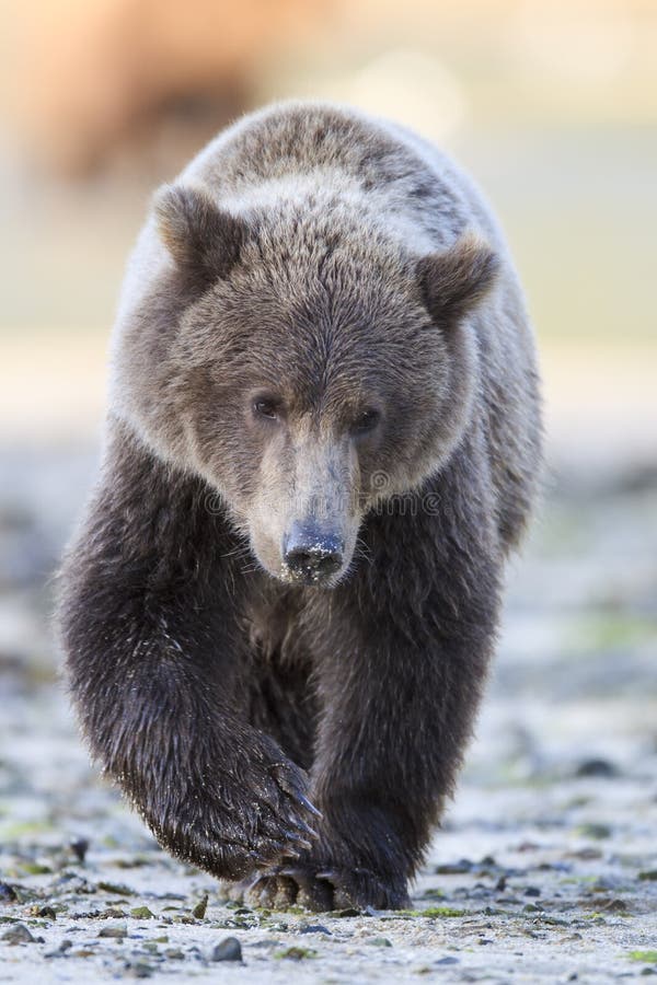 Young brown bear cub