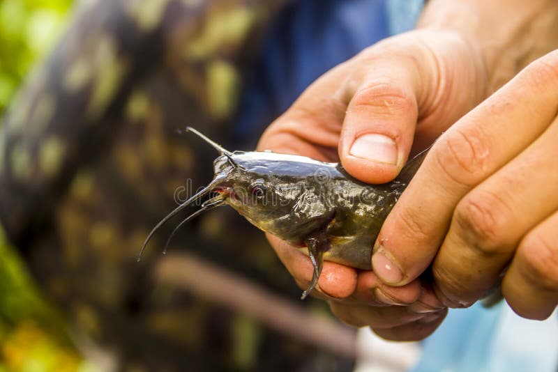 Close-up of a young brown bullhead fish Ameiurus nebulosus in hands