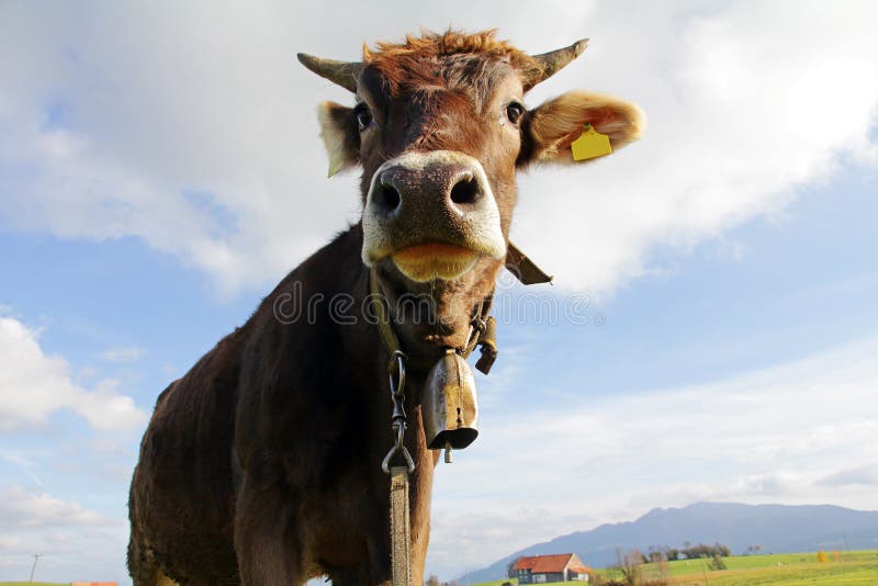 Young Brown cattle with horns and cowbells