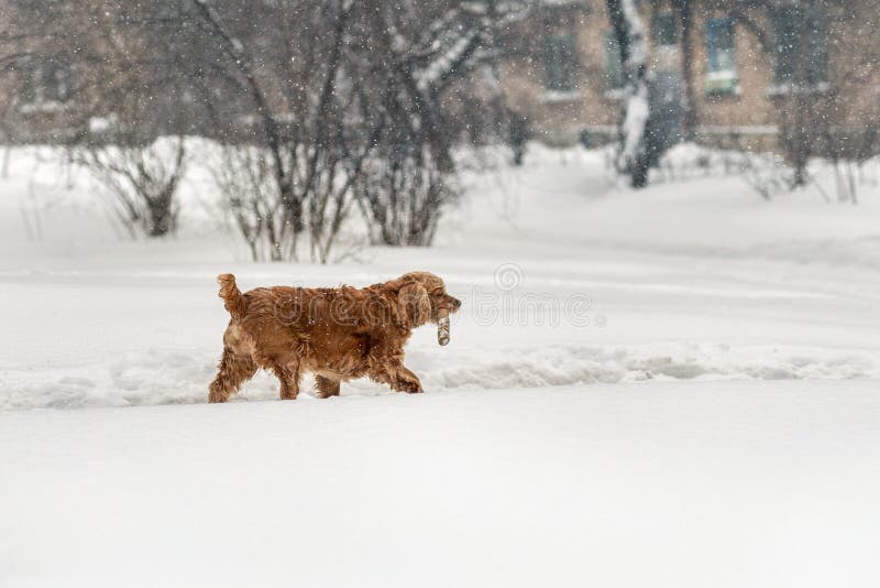 Young brown cocker dog walking with wooden stick in winter. Fun cute pet holding tree branch in mouth during walk in stock photo Young brown cocker dog walking with wooden stick in winter. Fun cute pet holding tree branch in mouth during walk in stock photo
