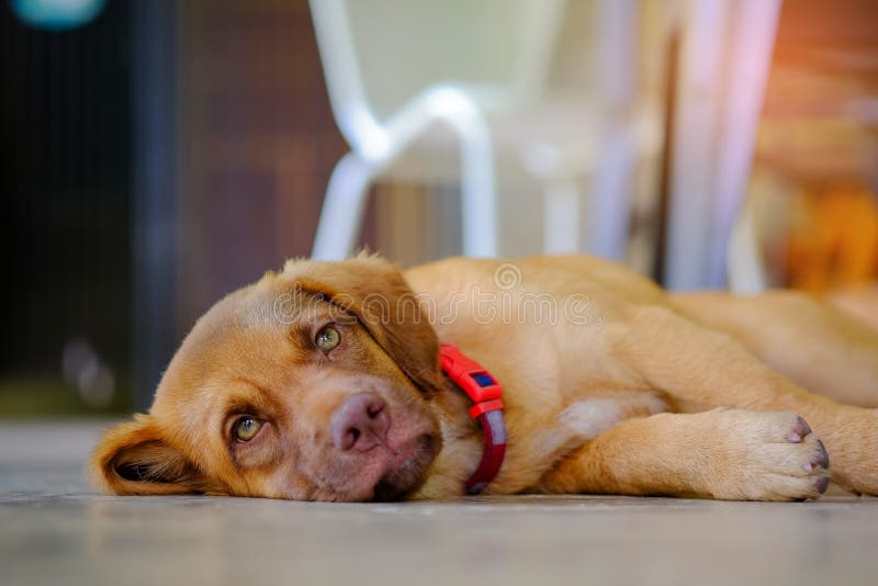 Young Brown Dog Sleeping on Cement. Stock Image Image of young, brown