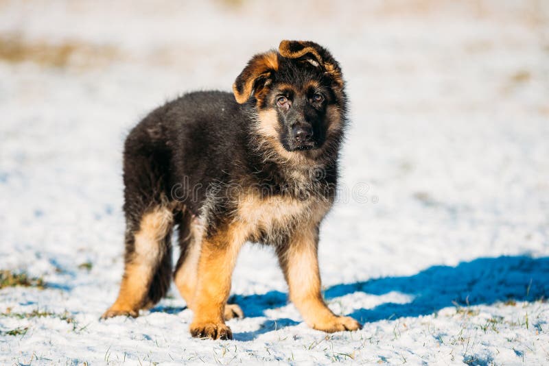 Young Brown German Shepherd Puppy Dog Outdoor At Winter