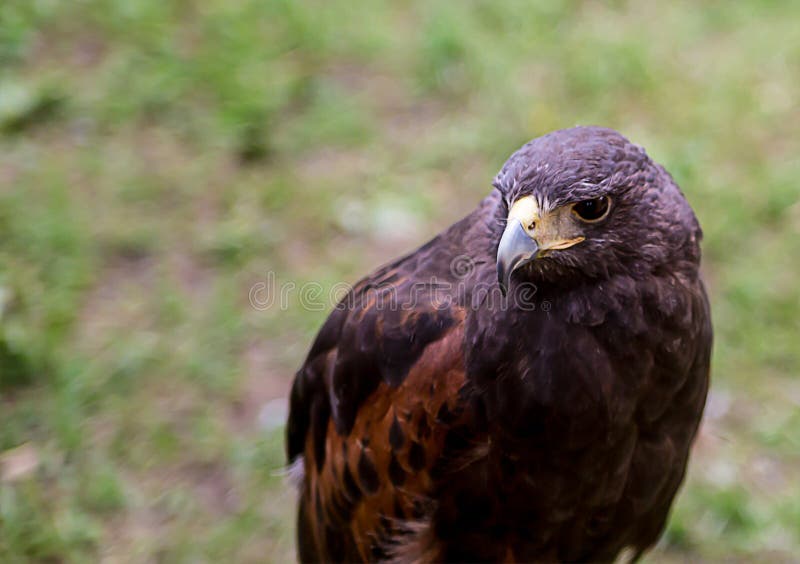 Young brown eagle stock photo. Image of animal, brown 16094034